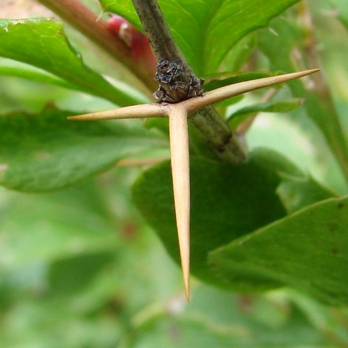 Gemeine Berberitze / Berberis vulgaris